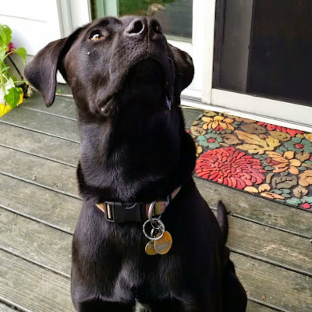 Meet your Posher, Molly